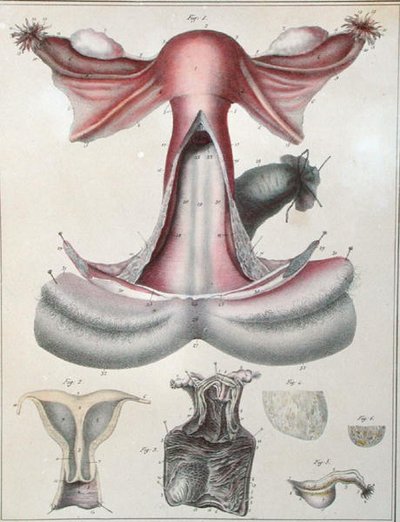 Kohdun anatomia Jules Cloquet