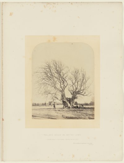 Pollard Beech Smith
