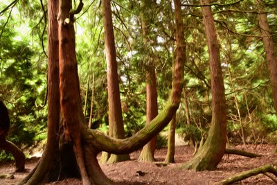 Öljymaalaus, luonto ja metsä tekijältä Albert Mansour