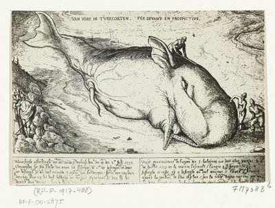 Vedos huuhtoutuneesta valasta lähellä Antwerpeniä, 2. heinäkuuta 1577 tekijältä A.B. van Deinse