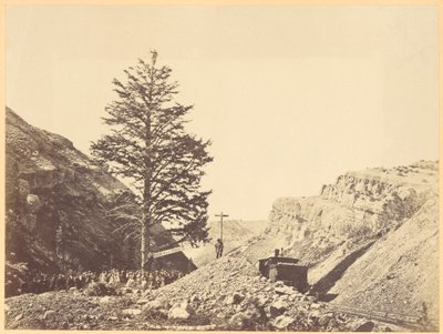 Thousand Mile Tree, Wilheminan sola tekijältä A.J. Russell