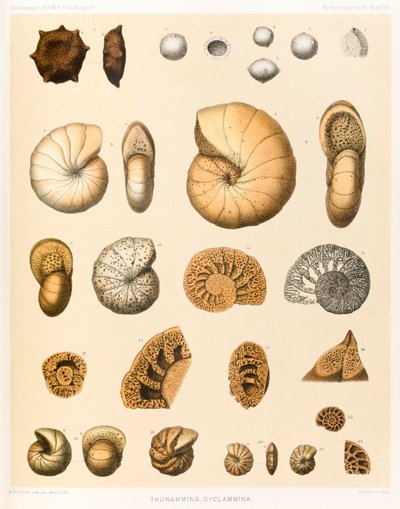 Thurammina-Cyclammina (Foraminifera PL. XXXVII)? The Voyage of HMS ?Challenger?1873-76? julkaistu vuonna 1884 tekijältä A.T. Hollick