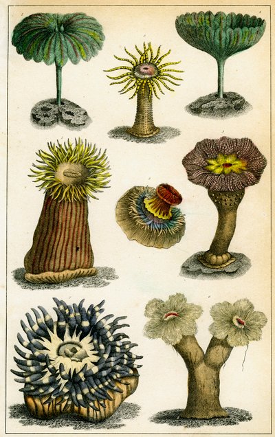 Merivuokot, 1800-luku. tekijältä A Fullarton and Co