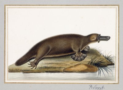 Ankkanokkainen Platypus tekijältä A. Prevost