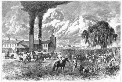 Sugar Plantation, New Orleans, 1870. tekijältä A. R. Ward