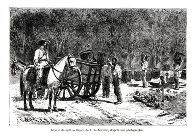 Kahvin sadonkorjuu, Brasilia, 1800-luku tekijältä A. de Neuville