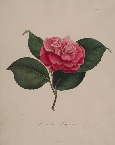 Camellia-suvun ikonografia: nro 171, 1839-1843. tekijältä Abbé Laurent Berlèse