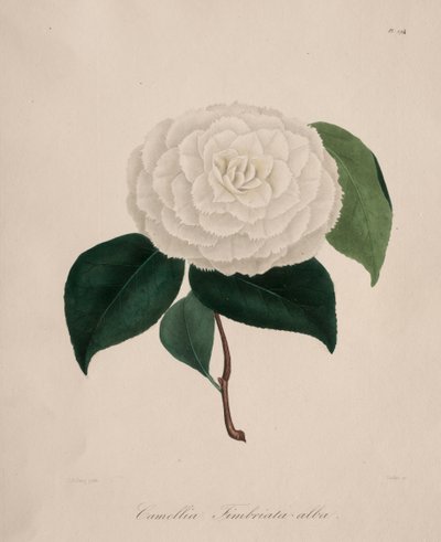 Camellia-suvun ikonografia: nro 194 tekijältä Abbé Laurent Berlèse