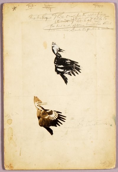 2 Rush-kynät, opintokansio kirjaa varten Concealing Coloration in the Animal Kingdom varten tekijältä Abbott Handerson Thayer
