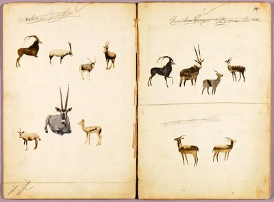 Antiloopit, opintokansio kirjaa varten Concealing Coloration in the Animal Kingdom varten tekijältä Abbott Handerson Thayer