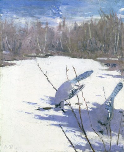 Blue Jays in Winter, tutkimus kirjaa varten Concealing Coloration in the Animal Kingdom varten. tekijältä Abbott Handerson Thayer