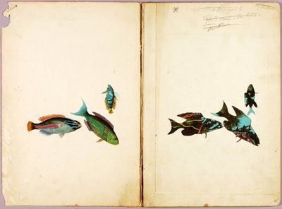 KALA, tutkielmakansio kirjaa Concealing Coloration in the Animal Kingdom varten tekijältä Abbott Handerson Thayer