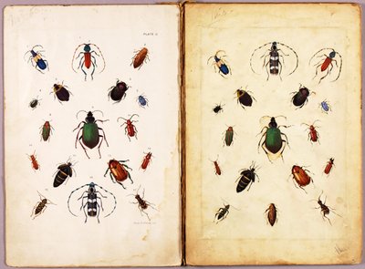 HYÖNTEISET - Värikkäitä kovakuoriaisia, maisema, tutkimuskansio kirjaa Concealing Coloration in the Animal Kingdom varten tekijältä Abbott Handerson Thayer