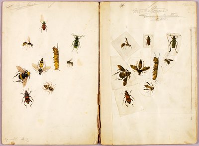 Hyönteisiä, väritettyjä, tutkielmakansio kirjaa "Concealing Coloration in the Animal Kingdom" varten tekijältä Abbott Handerson Thayer