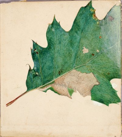 Oligocentra lignicolor, Walker, tutkielma kirjaa Concealing Coloration in the Animal Kingdom varten tekijältä Abbott Handerson Thayer