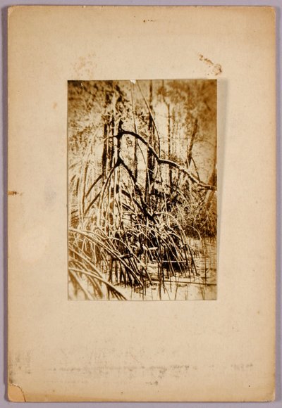 Kuva suosta, opintokansio kirjaa Concealing Coloration in the Animal Kingdom varten. tekijältä Abbott Handerson Thayer