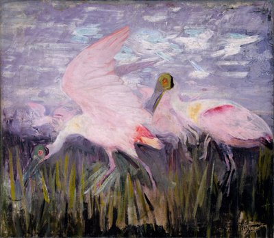 Roseate Spoonbills, tutkimus kirjaa Concealing Coloration in the Animal Kingdom varten tekijältä Abbott Handerson Thayer