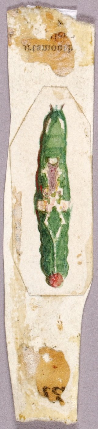 White Birch Leaf Edge Caterpillar, tutkimus kirjaa varten Concealing Coloration in the Animal Kingdom varten. tekijältä Abbott Handerson Thayer