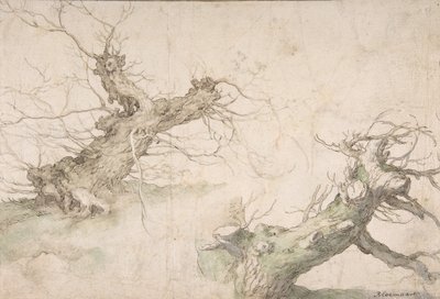 Studies of Two Pollard Willows, Verso: Wide Landscape Prospect, 1500-luvun loppu - 1600-luvun puoliväli. tekijältä Abraham Bloemaert