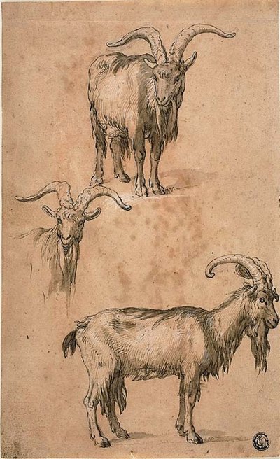 Kolme luonnosta vuohen (recto) verhosta seisovasta naishahmosta (verso) tekijältä Abraham Bloemaert