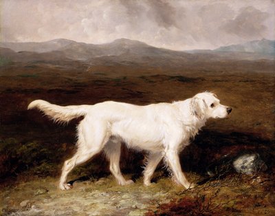Charles Brettin valkoinen englanninsetteri "Sam" nummien maisemassa tekijältä Abraham Cooper