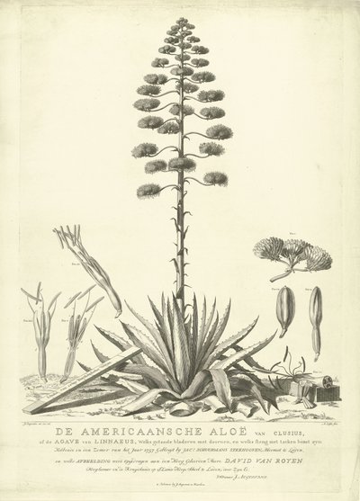 Kukkiva amerikkalainen aloe, 1757 Clusiuksen amerikkalainen aloe tai Linnaeuksen agave (...) Kukkii vuoden kesällä 1757, kirjoittanut Jac: Schuurmans Stkehooven, Leidenin kukkakauppias (otsikko esineessä) tekijältä Abraham Delfos