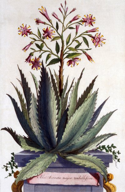 Aloe Serrata major umbellifera, kirjasta "Phytographia Curiosa", julkaistu 1702 tekijältä Abraham Munting