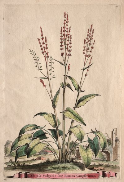 Phytographia Curiosa: Acetosa Vulgaris sive Rumex Canpferinus. tekijältä Abraham Munting