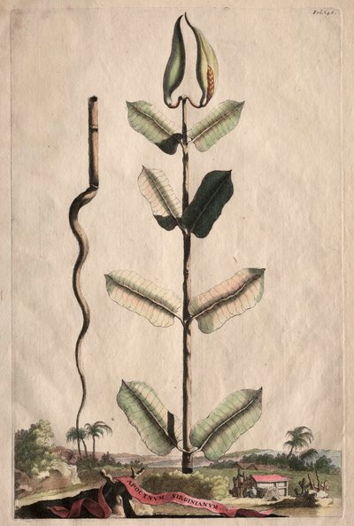 Utelias fytografia: Apocynum Virginianum tekijältä Abraham Munting