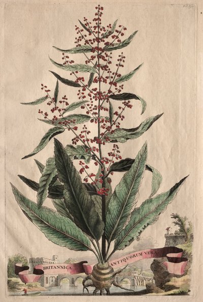 Utelias fytografia tekijältä Abraham Munting