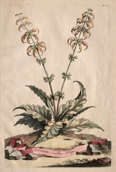 Phytographia Curiosa: Horminum Indicum Majus. tekijältä Abraham Munting