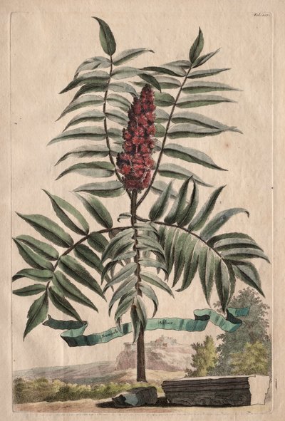 Phytographia Curiosa: Sumach Arbor tekijältä Abraham Munting