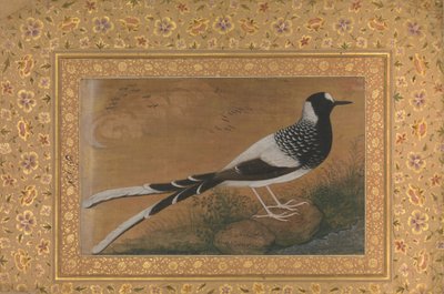 Spotted Forktail, Folio Shah Jahan -albumista, rekto: n. 1610-15, verso n. 1540. tekijältä Abu al Hasan