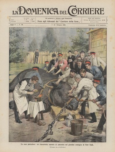 The Dangerous Cures, kaihileikattu sarvikuono New Yorkin eläintarhassa tekijältä Achille Beltrame
