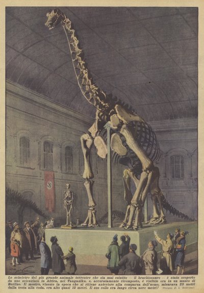 Suurimman koskaan eläneen maaeläimen, brachiosaurusen, luuranko? tekijältä Achille Beltrame