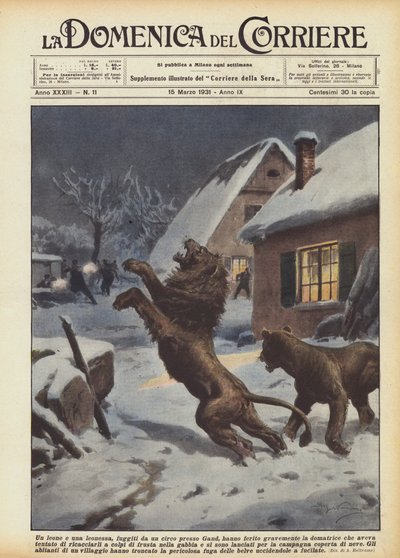 Sirkuksesta Gentin lähellä pakenneet leijona ja leijona loukkasivat vakavasti kesyttäjää, kuka? tekijältä Achille Beltrame