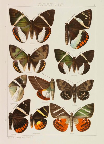 Maan suuret perhoset Maailman makrolepidoptera, 1909. tekijältä Adalbert Seitz