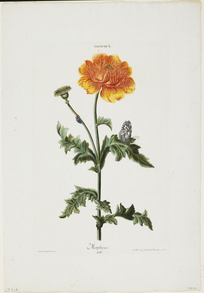 Papauer I. 106. Morpheus, Hortus Nitidissimis, 1773 (käsinvärinen kaiverrus) tekijältä Adam Louis Wirsing