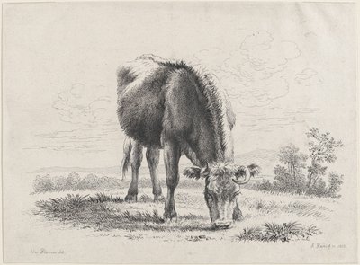 Lehmän laiduntaminen, 1805, 1805. tekijältä Adam von Bartsch