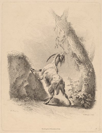 Vuohi maisemassa, 1805. tekijältä Adam von Bartsch