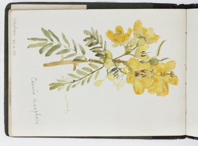 Luonnoskirja vesiväreistä, piirustuksia ja muistiinpanoja, Meksiko, 1896-1898 (akvarelli) tekijältä Adela Breton