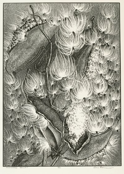 Milkweed Baletti tekijältä Adolf Ernst Meissner