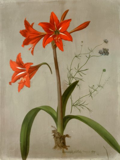 Amaryllis und Gilia tekijältä Adolf Senff