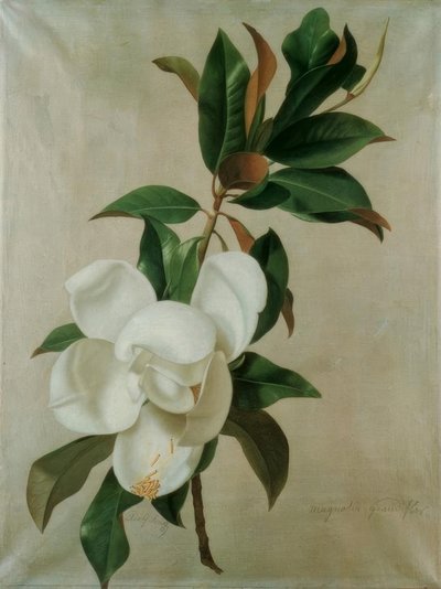 Magnolie tekijältä Adolf Senff