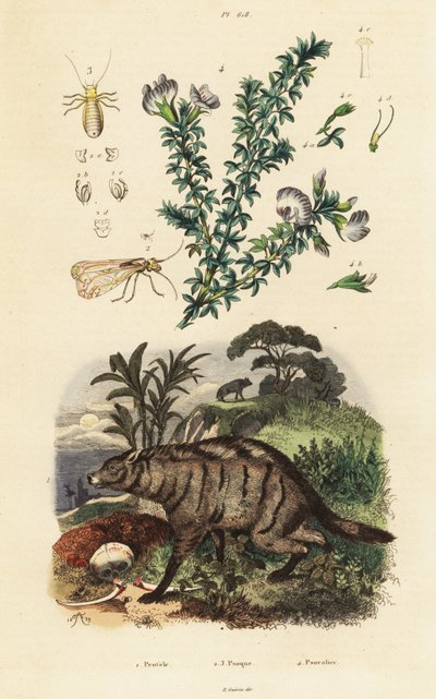 Aardwolf, arabiaherne ja täi. tekijältä Adolph (after) Fries