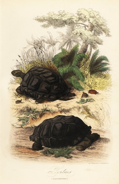 Aldabra jättiläiskilpikonna, Aldabrachelys gigantea, haavoittuvainen tekijältä Adolph (after) Fries