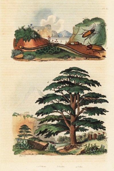 Libanonin Cedar, kaksirivinen caecilian ja click kovakuoriainen., 1834-1839 (kaiverrus) tekijältä Adolph (after) Fries