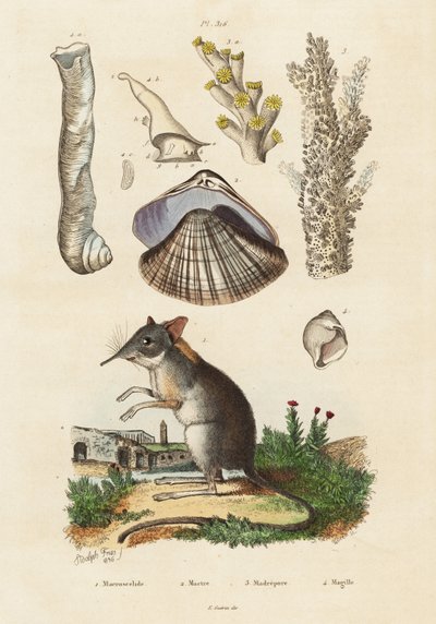 Elefanttirauta, simpukka ja korallit., 1834-1839 (kaiverrus) tekijältä Adolph (after) Fries