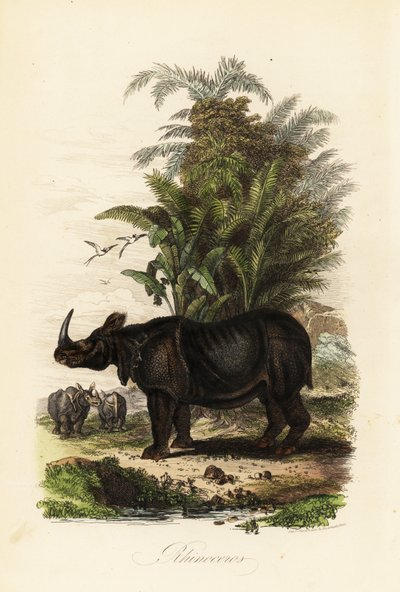 Intian sarvikuono, Rhinoceros unicornis, haavoittuvainen tekijältä Adolph (after) Fries