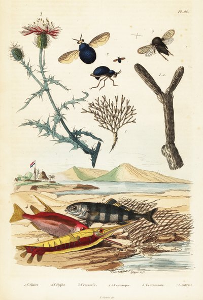 Knapweed, kala ja kovakuoriainen kärpäset., 1834-1839 (kaiverrus) tekijältä Adolph (after) Fries